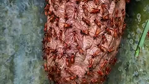 The yellow hornet swarm alarm and the army is there in seconds