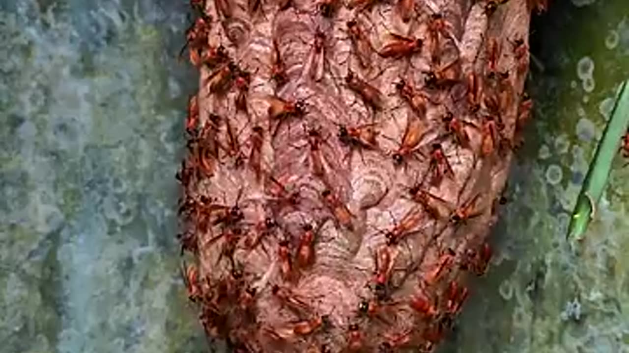The yellow hornet swarm alarm and the army is there in seconds