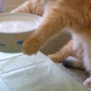 Funniest Animal Fails Caught on Camera!