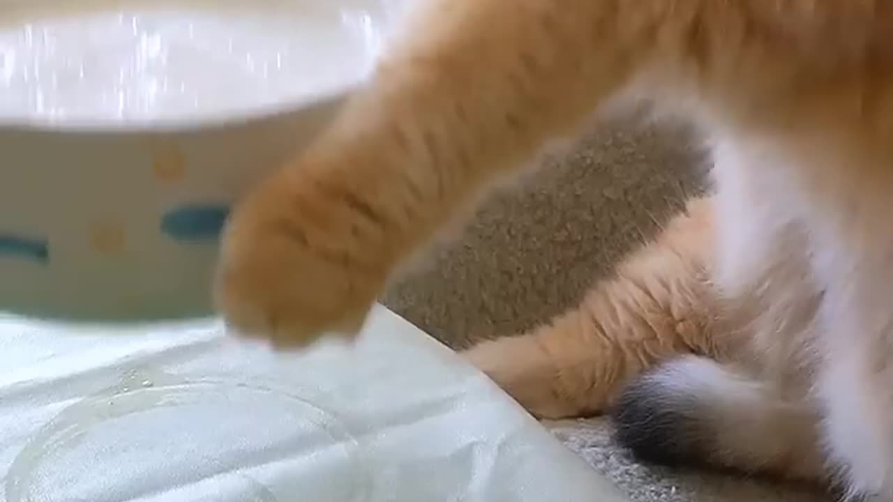 Funniest Animal Fails Caught on Camera!