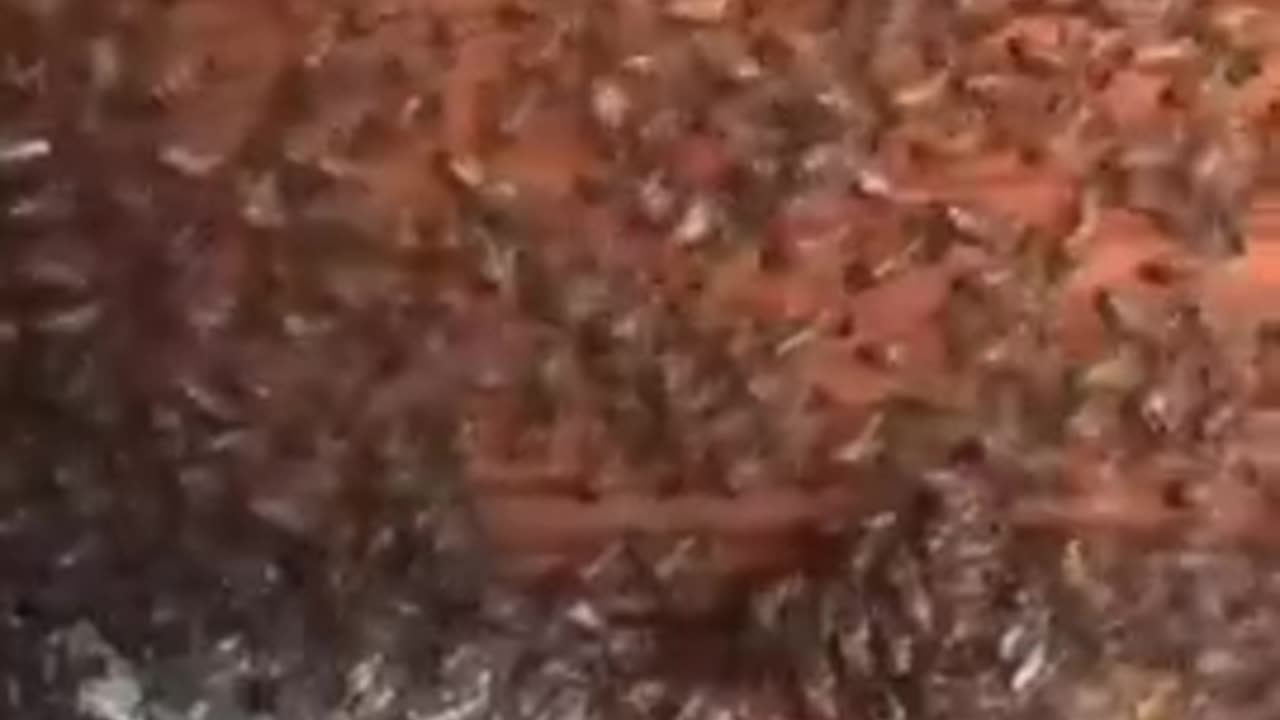 The popular Bee Removal Video
