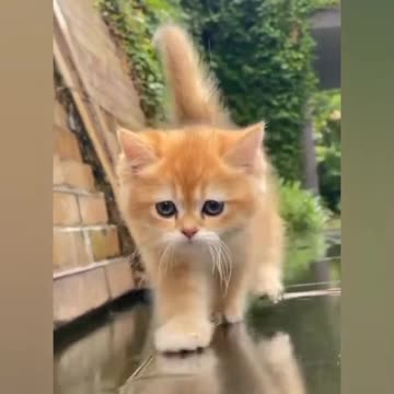 Viral Try Not To Laugh Cats And Dogs Videos 😁 - BEST Funny Animal Videos 2025