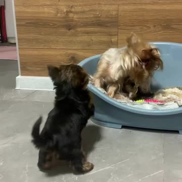 When you watch this video, you will simply fall in love, Love, be very