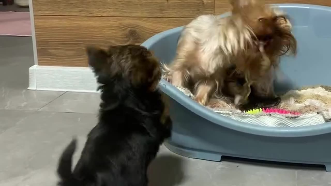 When you watch this video, you will simply fall in love, Love, be very