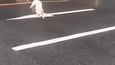 i believe i can fly....wheeee