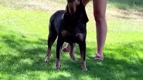 😂😭 These Copycat Dogs Are Too Funny! | FunFM
