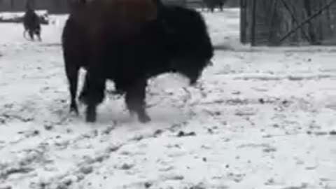 bison