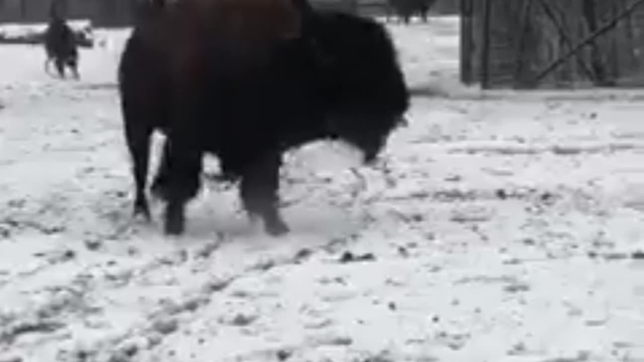 bison