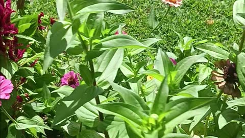 Colorful flowers