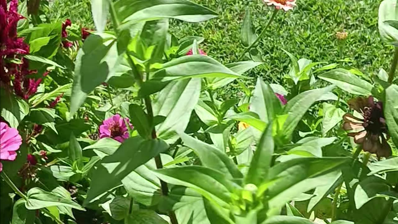 Colorful flowers