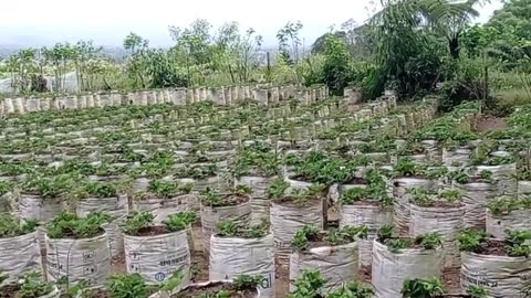 Strawberry Garden Vlog: Exploring Fresh Fruits on the Plants