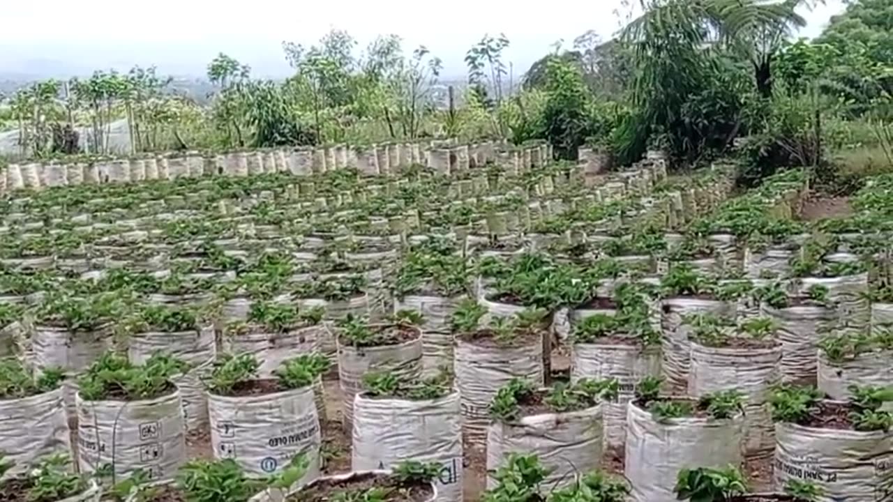 Strawberry Garden Vlog: Exploring Fresh Fruits on the Plants