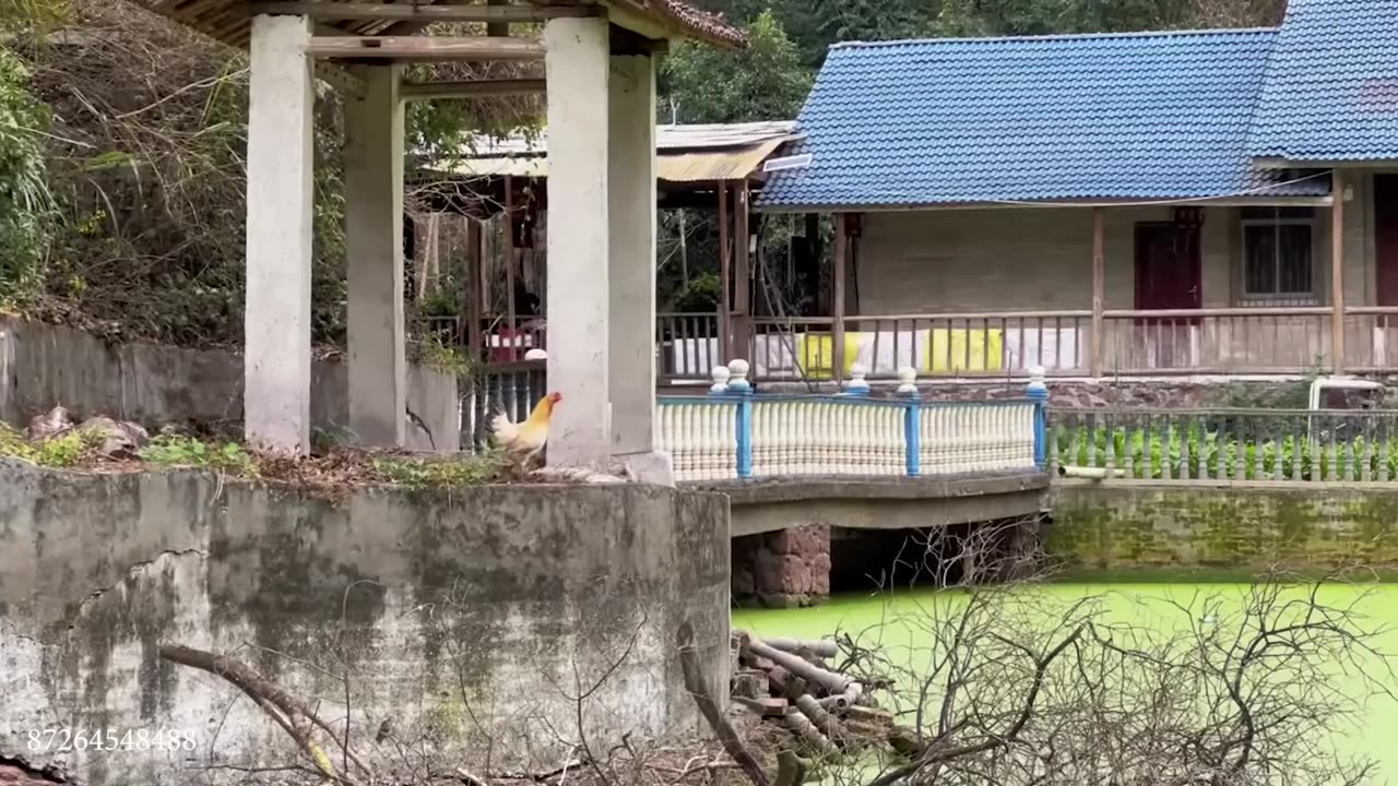 Funniest animal video you’ll ever find.