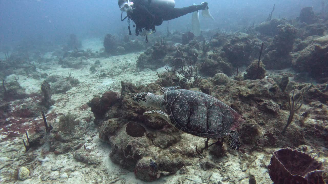 Gigantic turtle swims with divers in St Croix