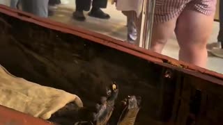 1375 BC. The mummy of Queen Thuya