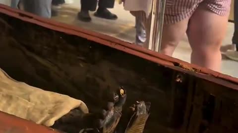 1375 BC. The mummy of Queen Thuya