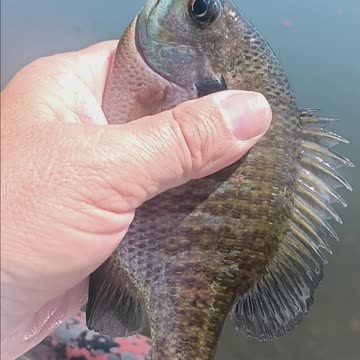 Big bluegill