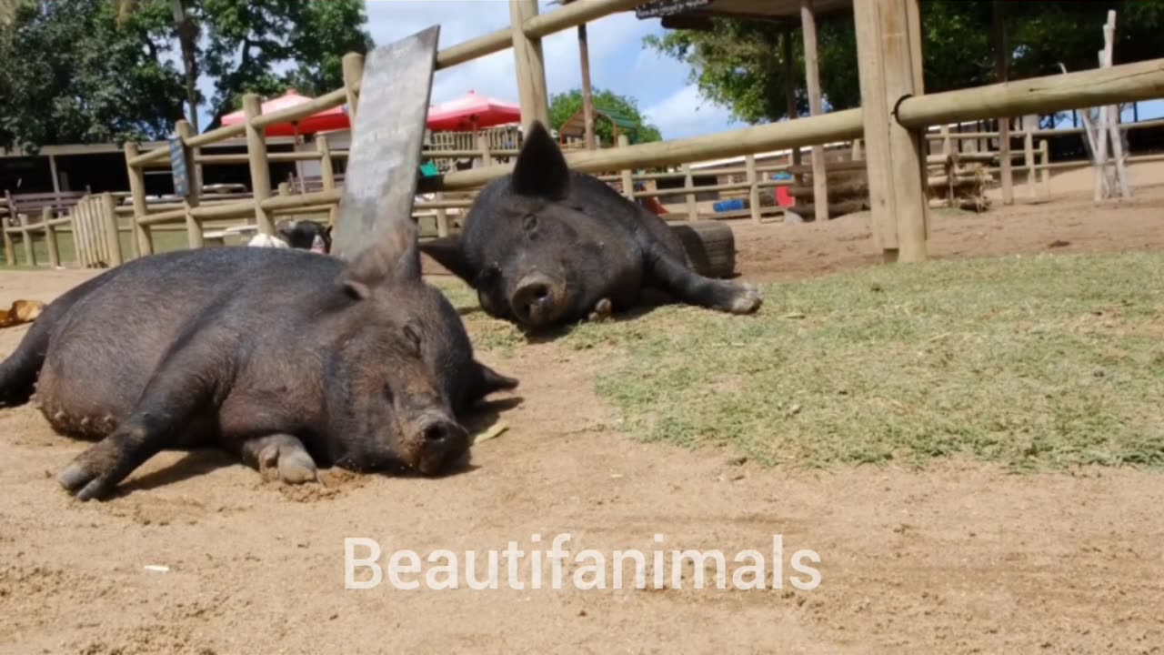 Beautiful nature with beautiful animals#