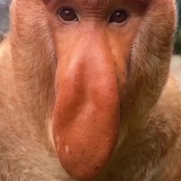 Rare Monkey Species the World Is Losing 😢🦧