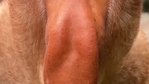 Rare Monkey Species the World Is Losing 😢🦧