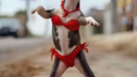 Little Dog, Big Dance!
