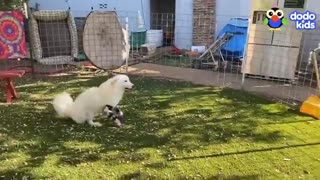 Must Watch: Puppy With Tiny Short Legs Gets Shoes To Help Him Walk | Rescued! |