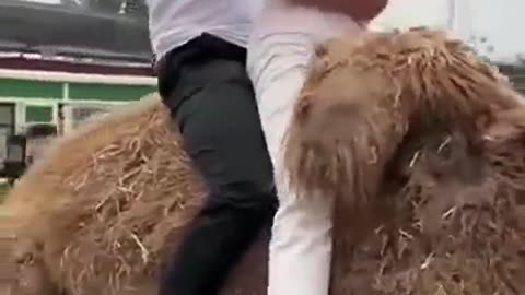 Camel Ride Fail