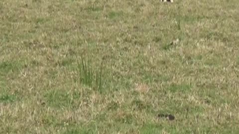 cow