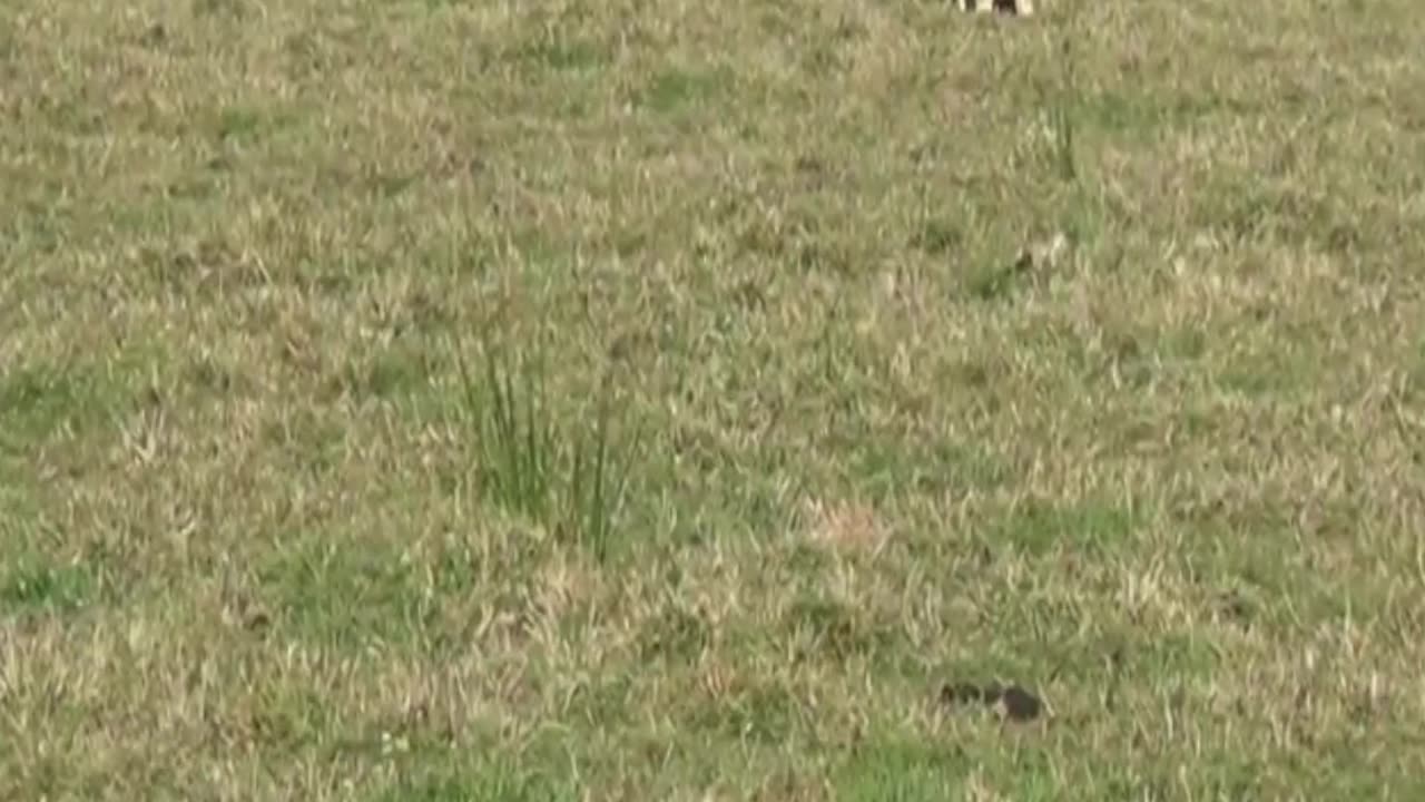 cow