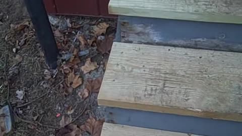 SIDING ON WOODBINE,,,THESHEASHOW.COM.AVI