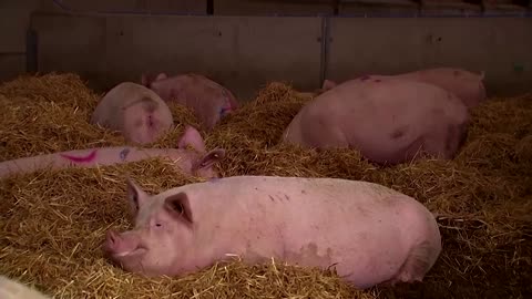 This AI is learning to detect if pigs are stressed