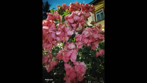 POCO C71 Camera & Video Test