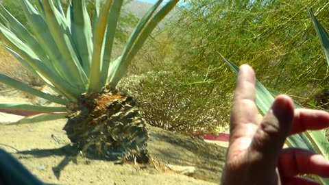 Agave looks like a palm tree!