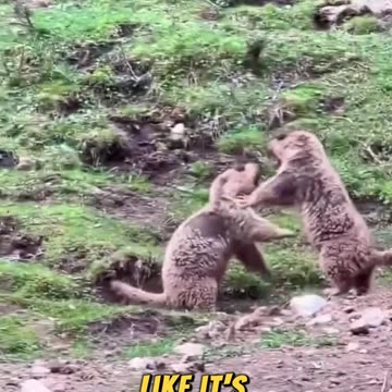 The Whimsical Wonders of This Adorable Creature