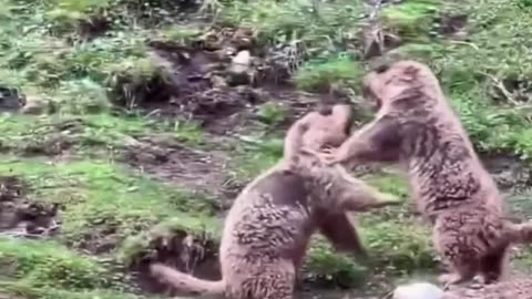 The Whimsical Wonders of This Adorable Creature