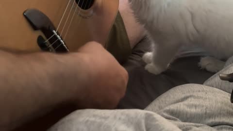Deaf Maine Coon Kitten Experiences Music for the First Time