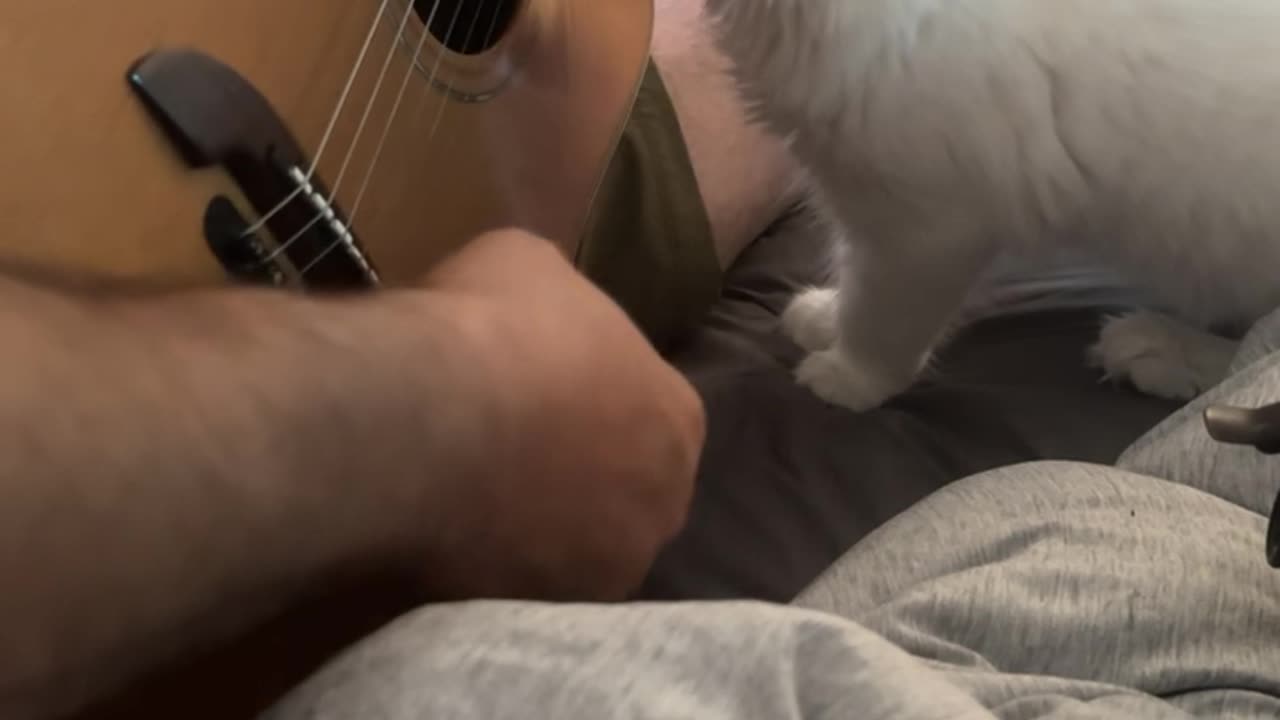 Deaf Maine Coon Kitten Experiences Music for the First Time