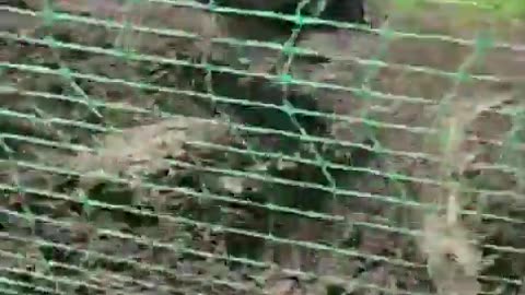 🔥🚙 Ukraine Russia War | Russian View of Wrecked MaxxPro and Humvee | RCF