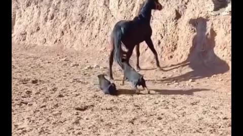 Funny video