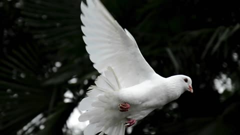 3 Bible Verses Clearly Stating Christians Who Walk in the Flesh are Not Promised Heaven–Audio10/26