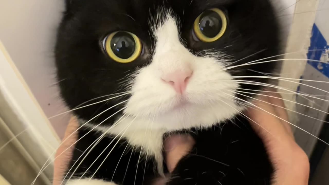 Thoothles Cat