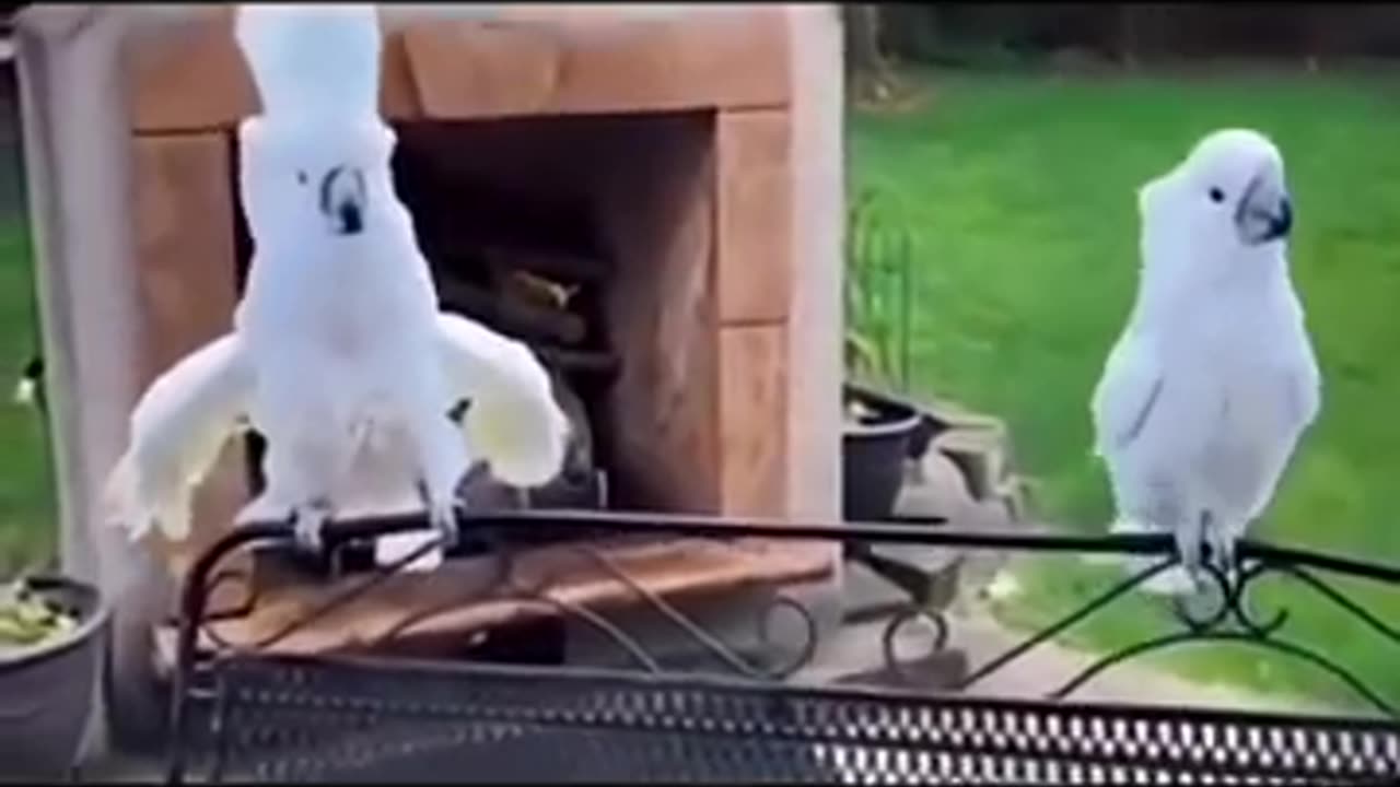 Stupidbird is having a blast