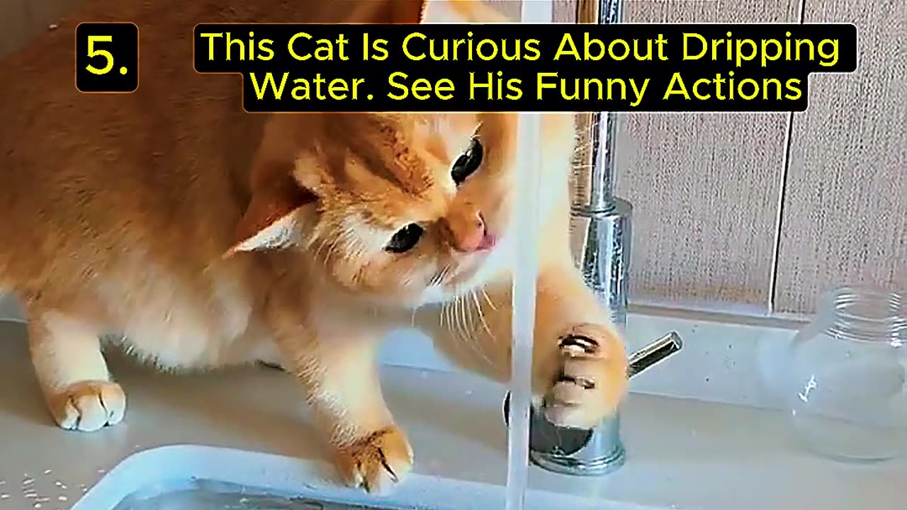 Random Cat Moments That Went Viral!