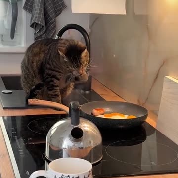 An ordinary cat prepares an ordinary breakfast