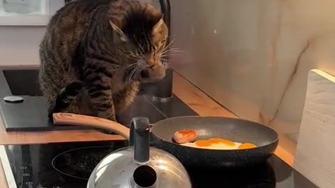 An ordinary cat prepares an ordinary breakfast