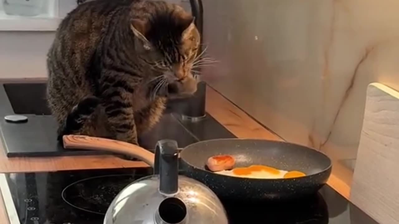 An ordinary cat prepares an ordinary breakfast