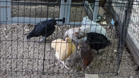 Chicks First Day Outside
