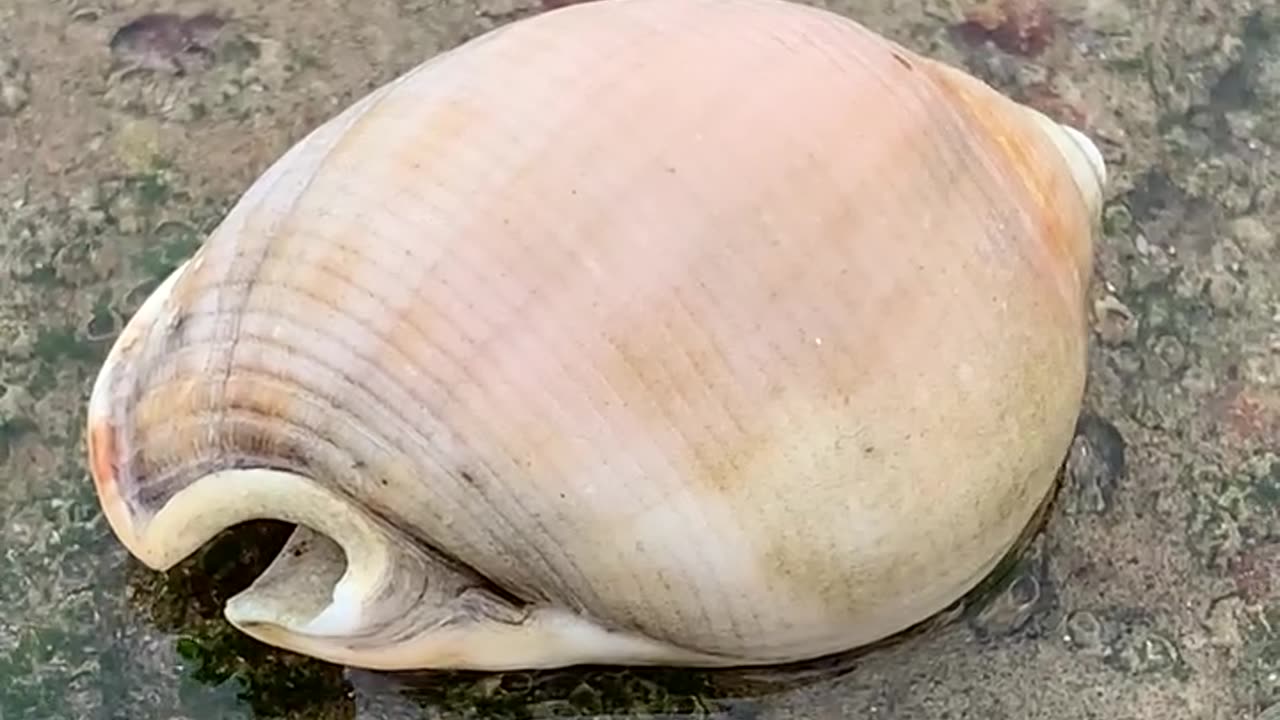 Sea snail shell: Tan-Tan beach