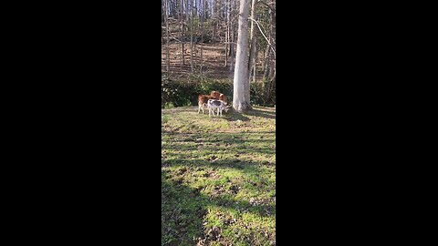 Shorthorn Plus calves 2025.