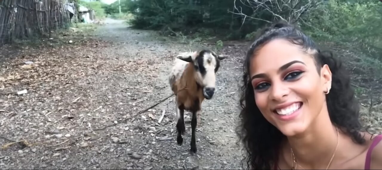 Funniest Farm Animals